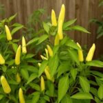 chilli-birds-eye (White-kanthari) -seeds.