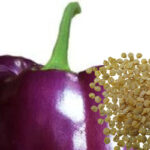 buy capsicum bell pepper purple