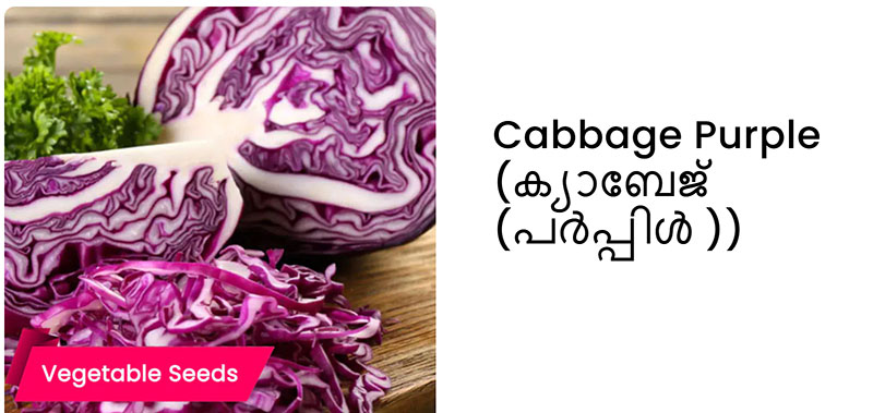 Buy Cabbage Purple Seeds