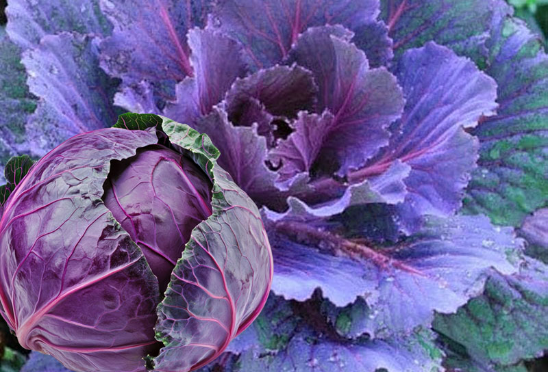 Buy Cabbage Purple Seeds