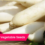 buy seeds online Radish seeds