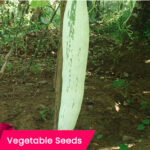 Buy snake gourd seeds ; premium quality vegetabel seeds