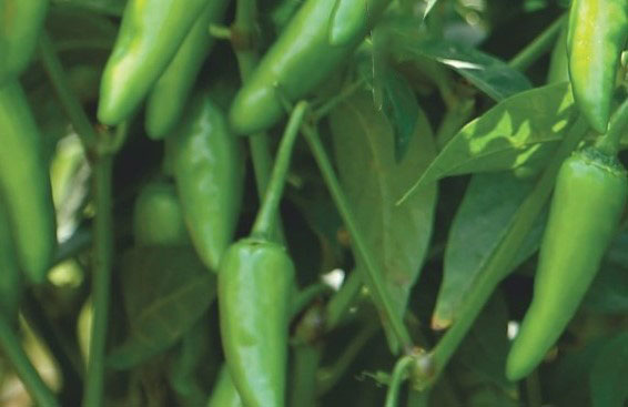 chilli bullet-seeds-buy seeds online, premium vegetable seed