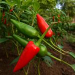 chilli bullet-seeds-buy seeds online, premium vegetable seed
