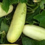 cucumber-himangi seeds ; organic vegetable seeds