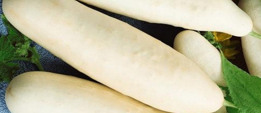 cucumber-himangi seeds ; organic vegetable seeds