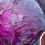 Purple cabbage seeds ; winter vegetable seeds organic vegetable seeds