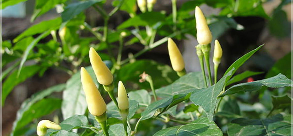 white-kanthari-chilli-seeds buy online ; premium quality vegetable seeds buy online