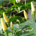 white-kanthari-chilli-seeds buy online ; premium quality vegetable seeds buy online