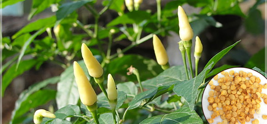 white-kanthari-chilli-seeds buy online ; premium quality vegetable seeds buy online