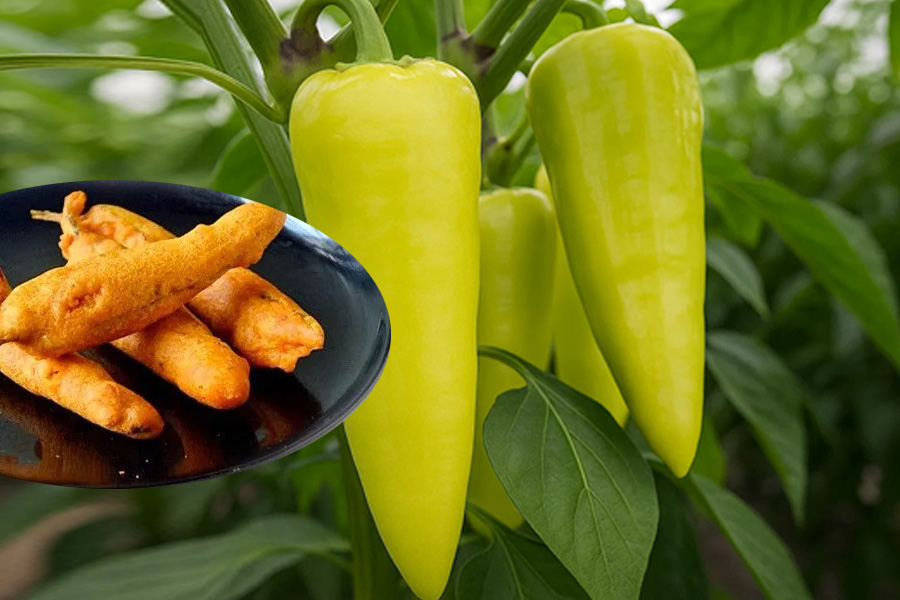 buy-baji-chilli-seeds-high-germination-good-yield