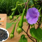 clove-bean-seeds-vegetable-seeds-buy-online - premium quality vegetabel-seeds