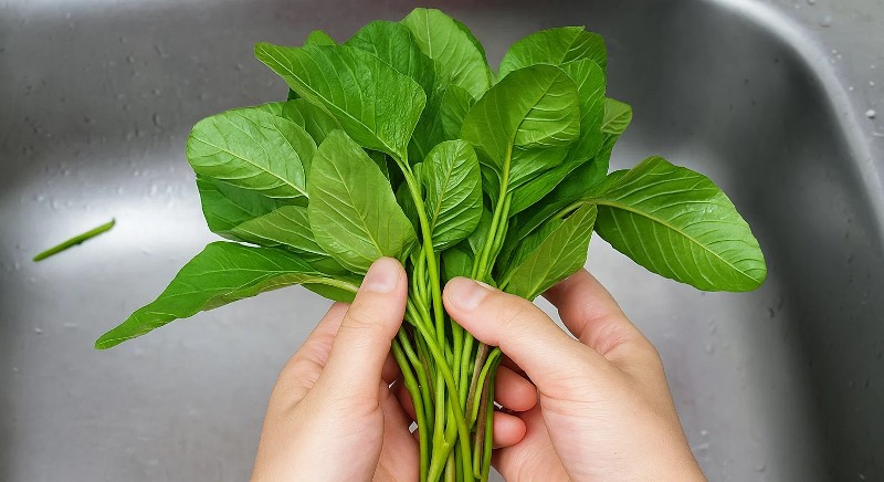 green-amaranthus-seeds-for-home-garden-buy-online-buy seeds online