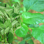 green-amaranthus-seeds-for-home-garden-buy-online-buy seeds online