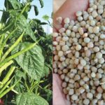 guar-cluster-beans-buy-seeds-onlinepremium-quality-vegetable.seeds-online