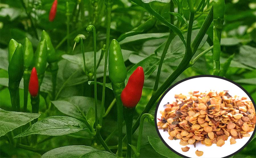 kanthari-birds-eye-chilli-seeds ; Top Quality Seeds Online