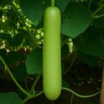 bottle-gourd-an-easy-to-cultivate-vegetable; buy bottle gourd seeds