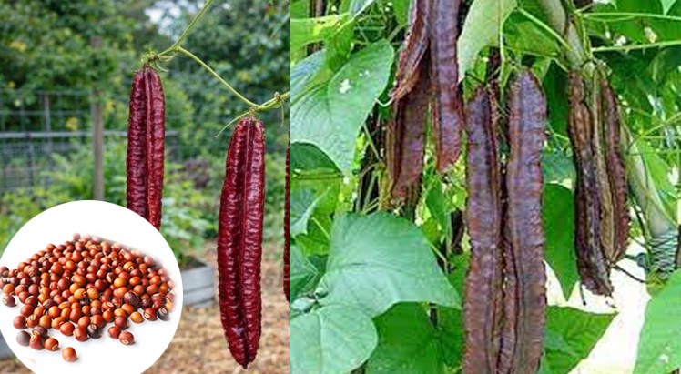 chathurapayar-Red-winged-beans-seeds-