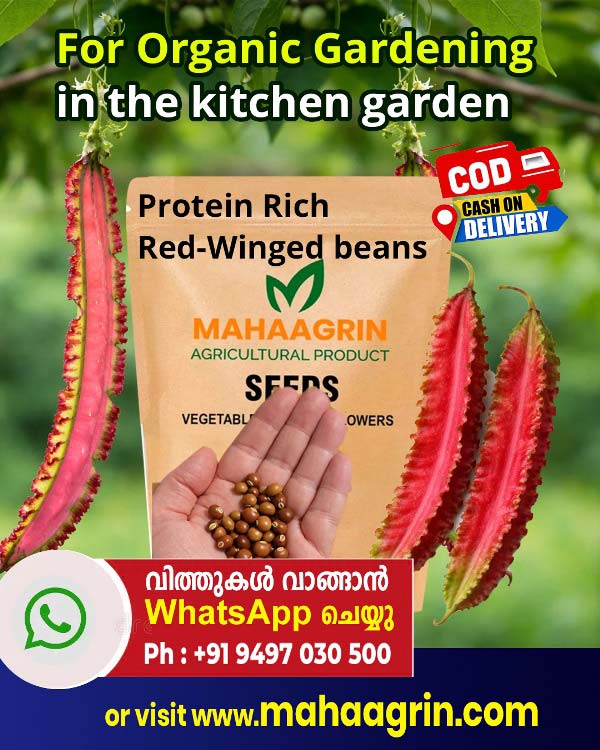 chathurapayar-Red-winged-beans-seeds