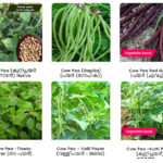 5 beat variety native cow pea (Naadan payar) seeds