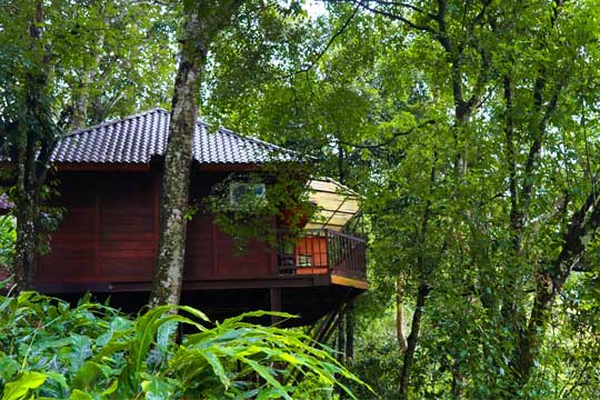 “Tree House at Southern Panorama Indriya, Munnar, perched above the plantation canopy with panoramic hill views and romantic décor.”