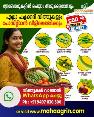 Fresh spinach growing in a home garden grow bag