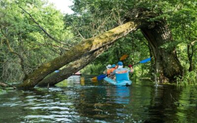 : Traveler kayaking in Kochi backwaters surrounded by mangrove forests