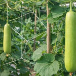 Buy-bottle-gourd-naadan-vegetable-seeds-cultivation-in-home-garden-buy-seeds-2.jpg