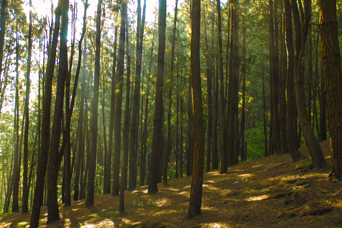 Tall pine trees at Vagamon Pine Forest creating a scenic pathway in Vagamon hills