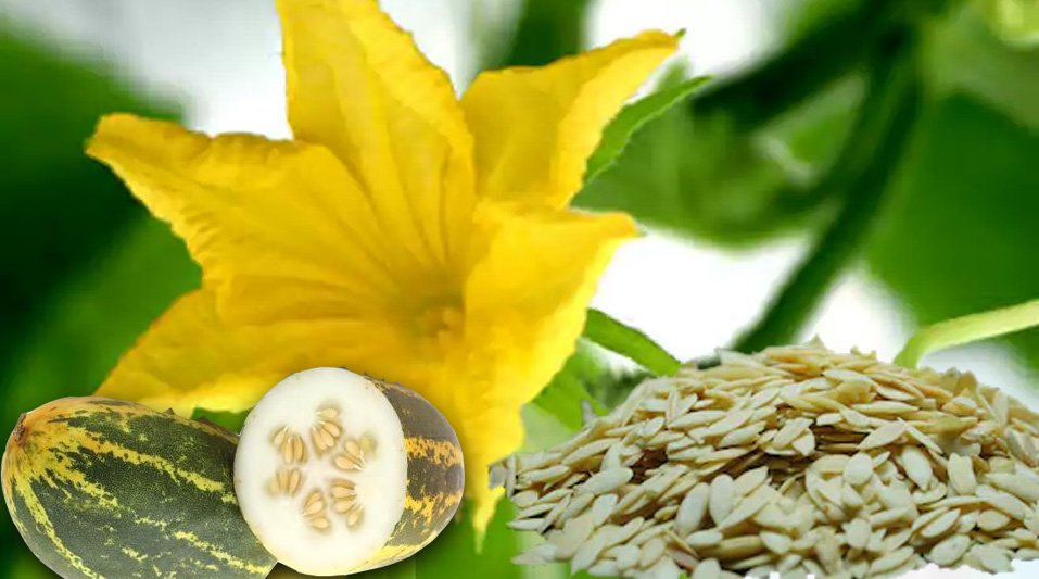 Buy Kanivellari seeds online; celebrate vishu with Kanivellari