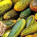 Buy Kanivellari seeds online; celebrate vishu with Kanivellari