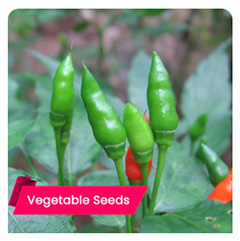 kanthari-green-seeds