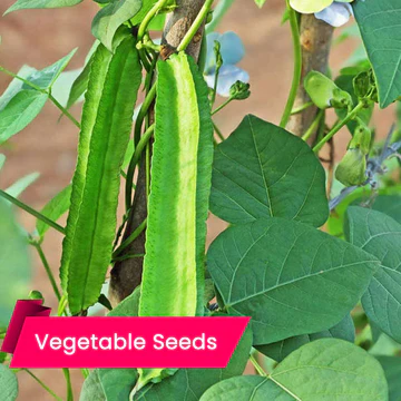 Fresh winged beans growing in a home garden vine