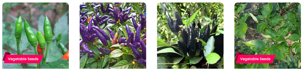 Buy Kanthari seeds ; Buy Birds wye chilli seeds Red Kanthari Black Kanthari Purple kanthari White kanthari