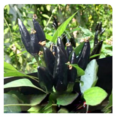 kanthari-black-seeds