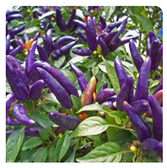 kanthari-purple-seeds