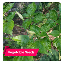 kanthari-white-seeds