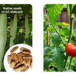 Buy premium native vegetable seeds online for April planting