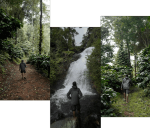 Terrain at Misty Woods Resort in Coorg showing sloped hillside paths surrounded by coffee plantations and natural greenery