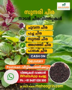 Healthy organic vegetable seeds for home gardening and sustainable farming