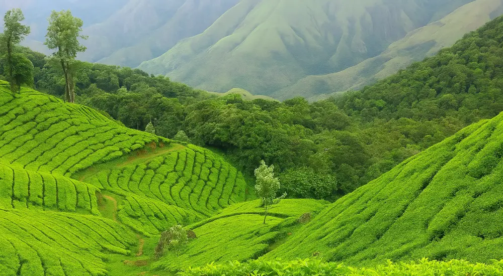 Scenic tea estate in Munnar with rolling green hills and mist-covered plantations