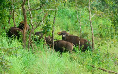 Scenic natural surroundings in Thekkady featuring lush green forests, misty hills, wildlife, spice plantations, and peaceful mountain landscapes near Periyar Tiger Reserve.