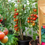 buy-tomato-seeds-for-home-cultivation