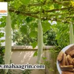 buy-snake-gourd-seeds-an-easy-to-cultivate-vegetable-