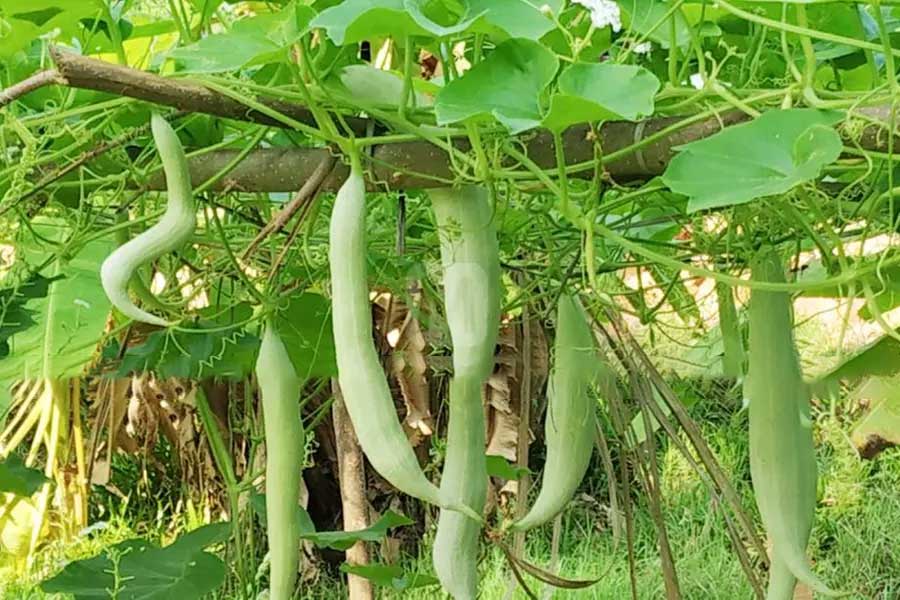 buy-snake-gourd-seeds-an-easy-to-cultivate-vegetable-