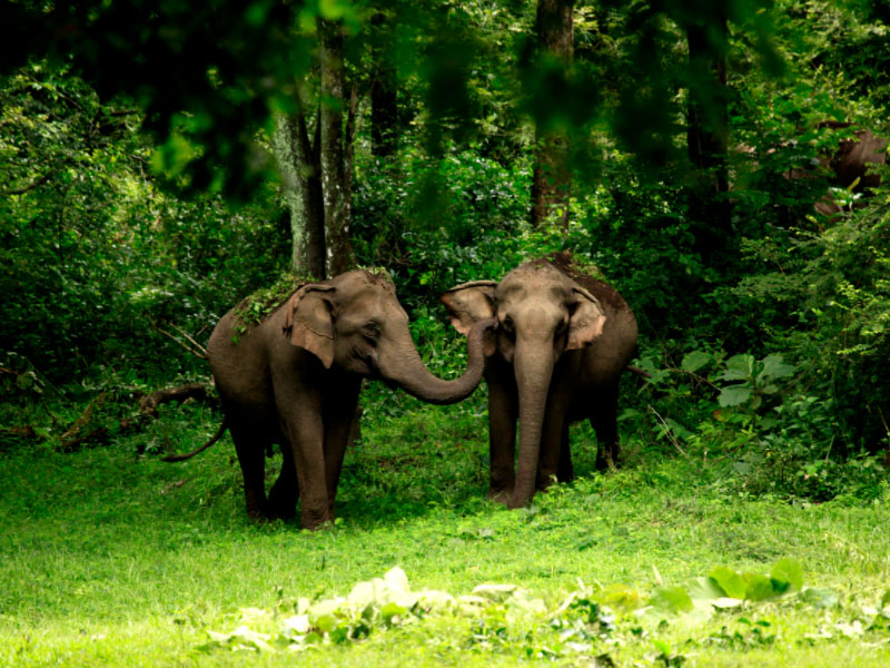 Safari experience at Tholpetty Wildlife Sanctuary surrounded by lush forest landscapes in Wayanad