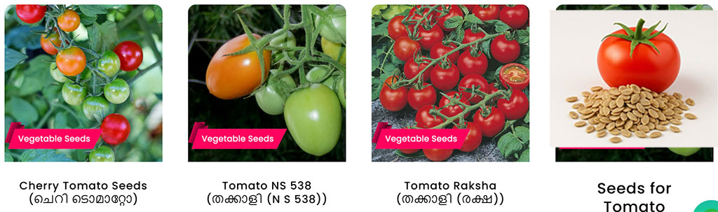 buy-tomato-seeds-for-home-cultivation