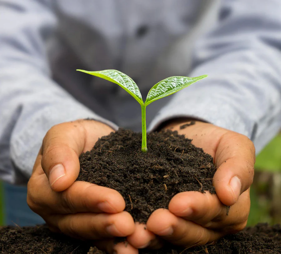 Mahagrin premium vegetable seeds for growing fresh, healthy, and organic vegetables at home during the monsoon season.