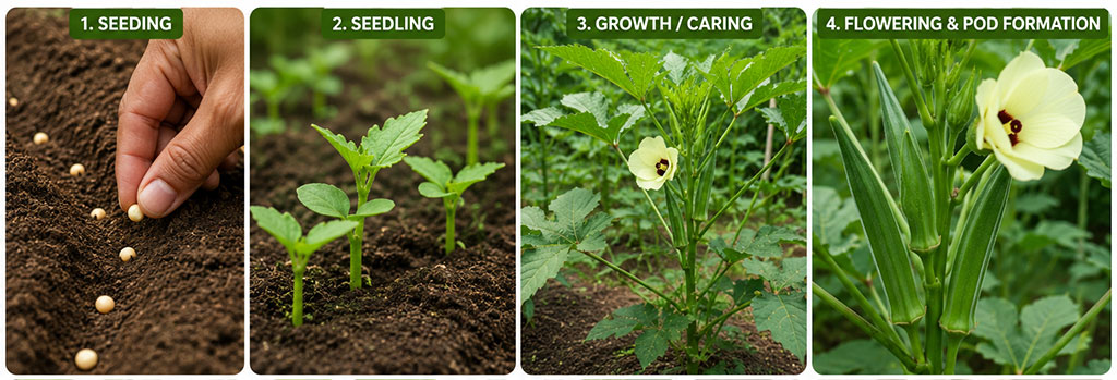 buy vegetable seeds online ; buy okra (Venda) seeds, Buy premium seeds