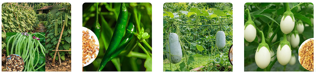 buy premium seeds online, cultivate in monsoon season
